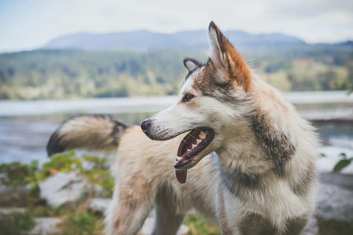 Upgrade Your Dog's Sleep Quality