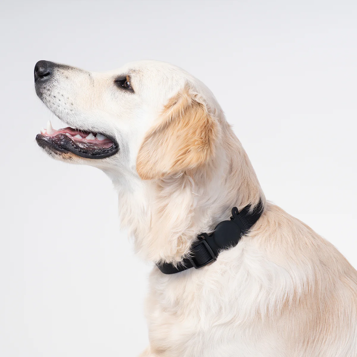 Brooklyn® AirTag Holder for Collars - Image 3