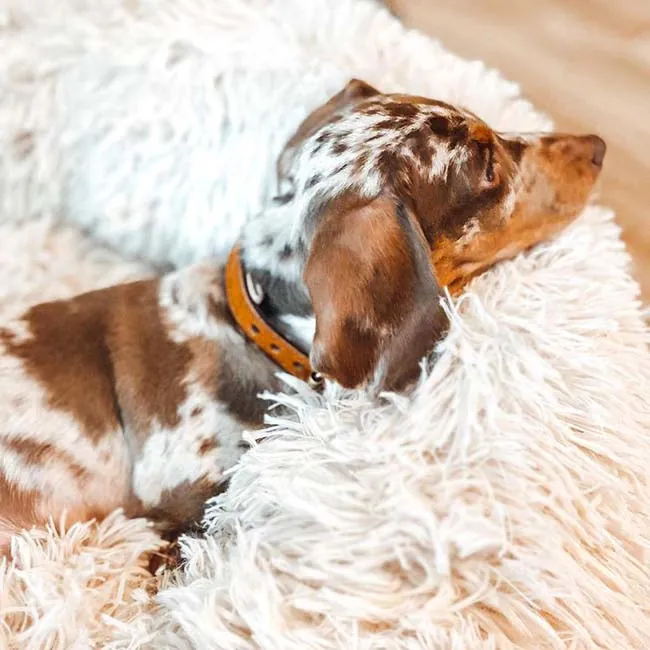 Brooklyn® Deep Sleep Pet Bed - Image 20