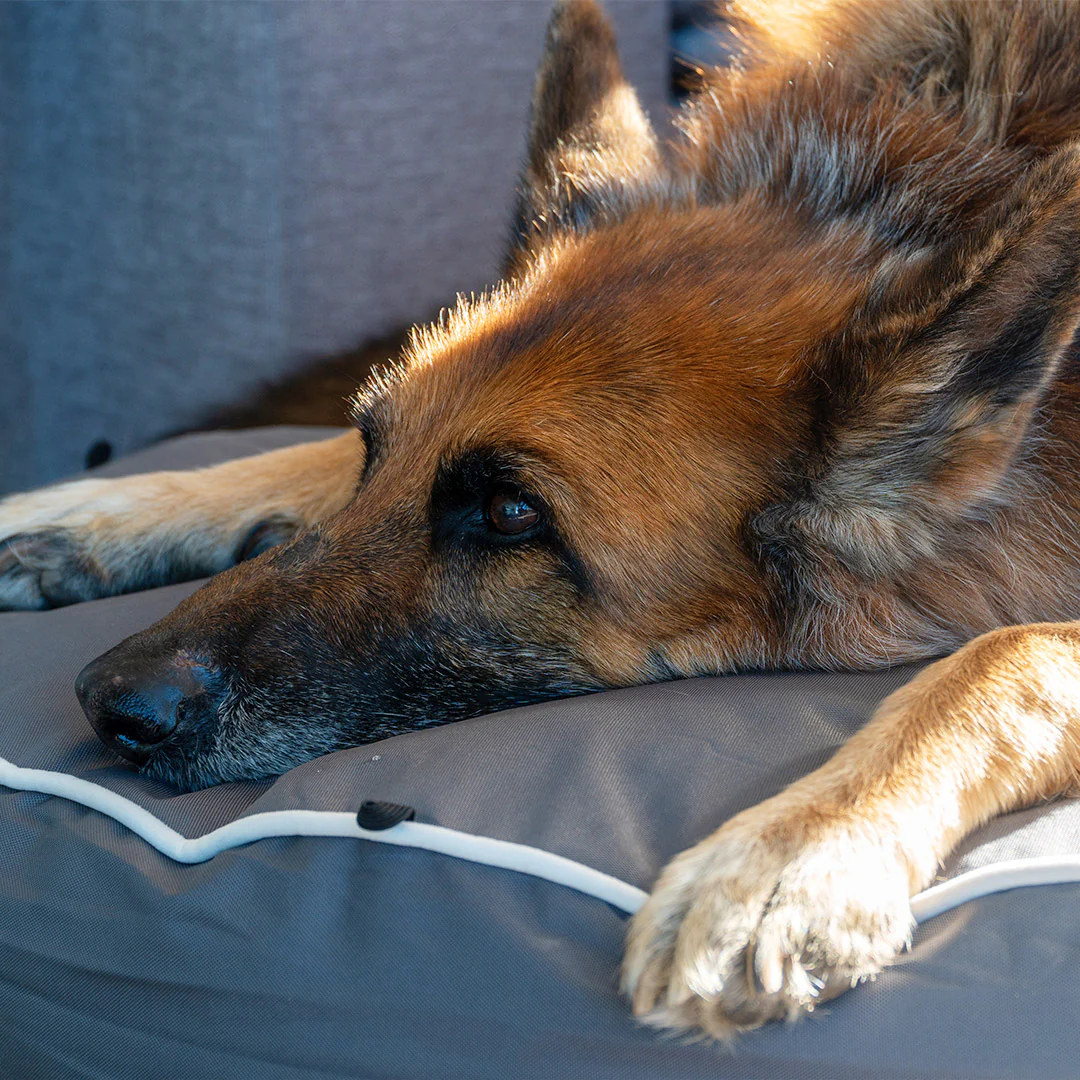 Brooklyn® Chew Resistant Luxe Lounger (2-in-1 Dog Bed) - Image 2