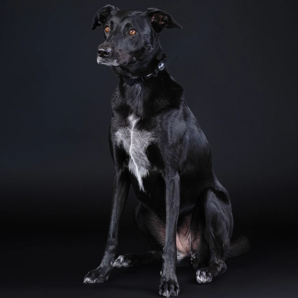 Brooklyn® Featherlight Dog Collar - Image 12