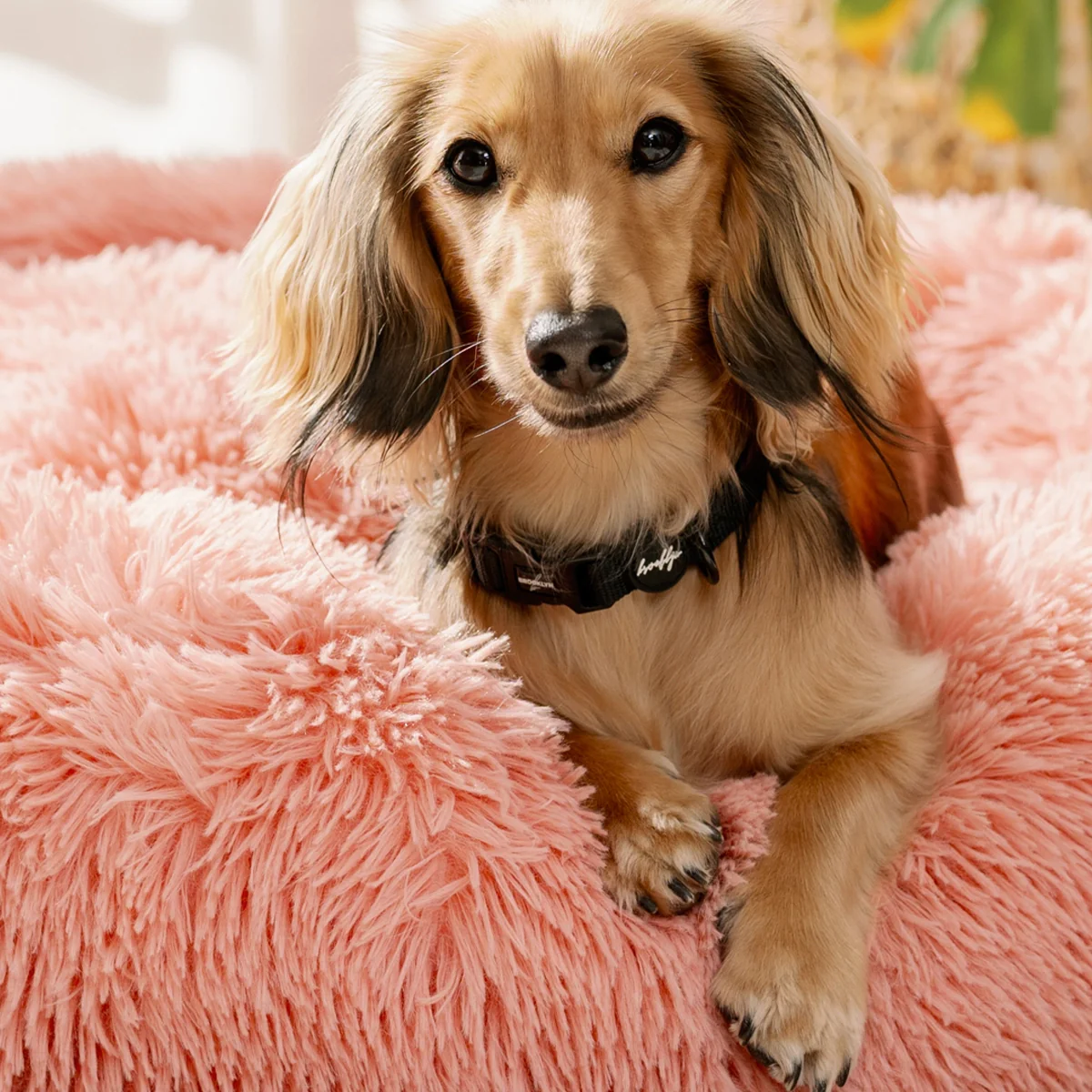 Brooklyn® Featherlight Dog Collar - Image 13