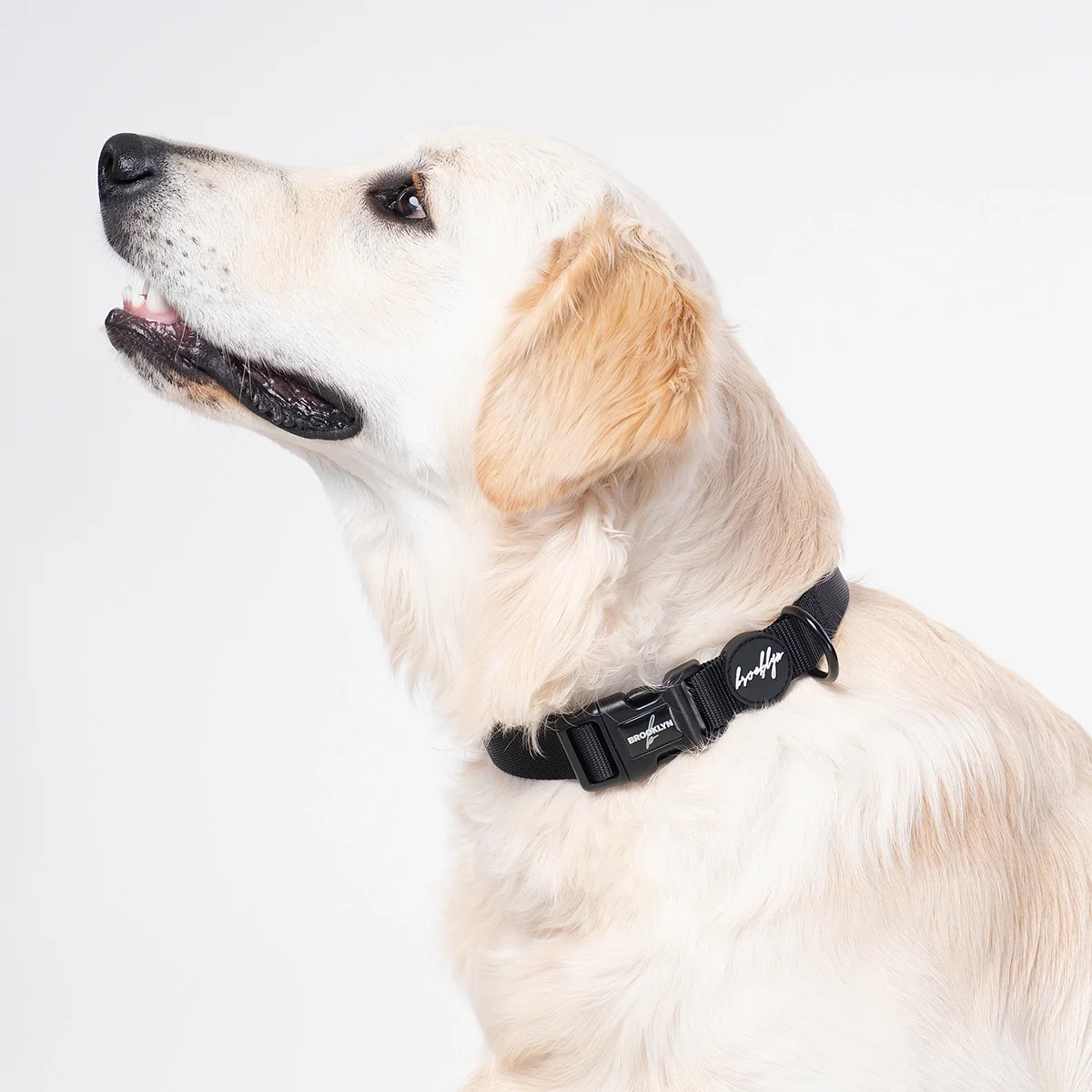 Brooklyn® Featherlight Dog Collar - Image 9